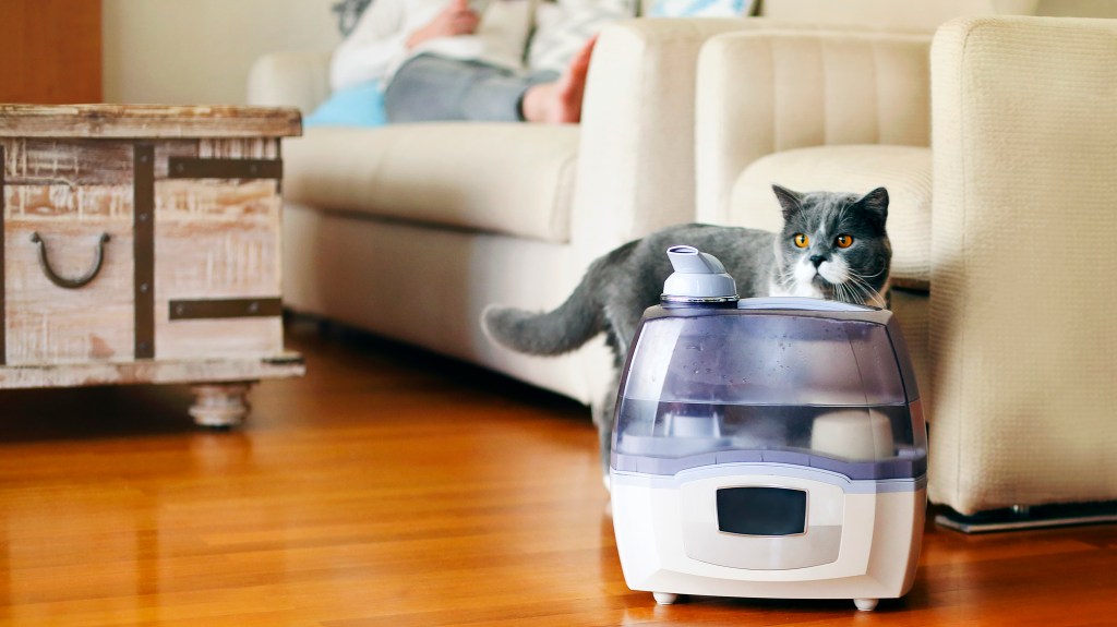 Cat standing next to a humidifier