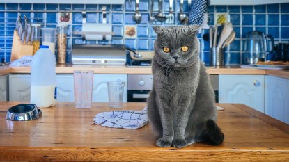 Gray cat sitting on a kitchen counter