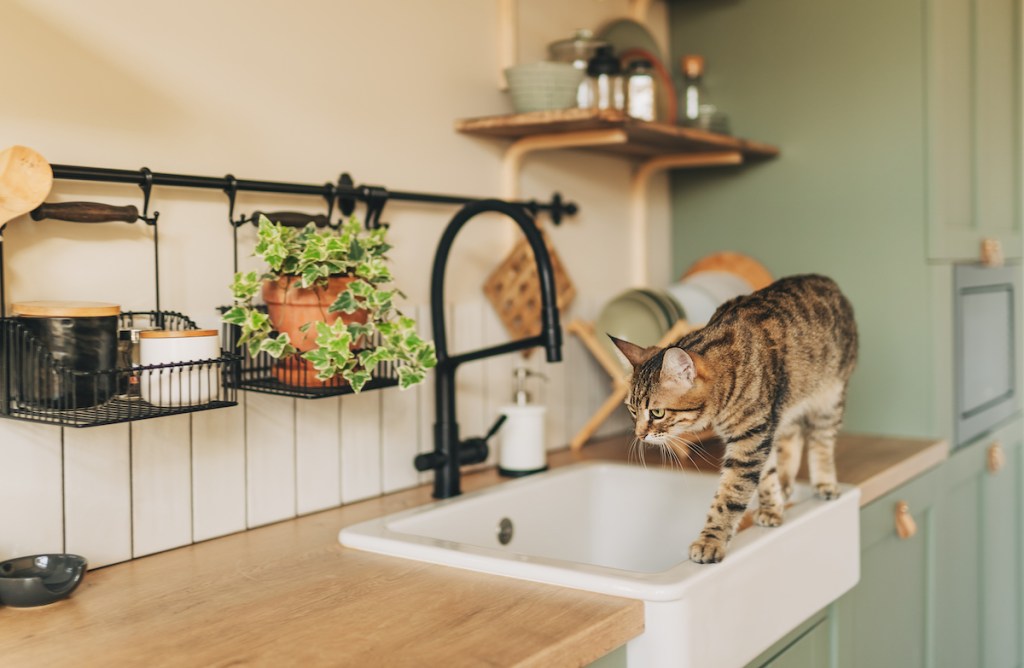 Cat walking on kitchen counter and sink