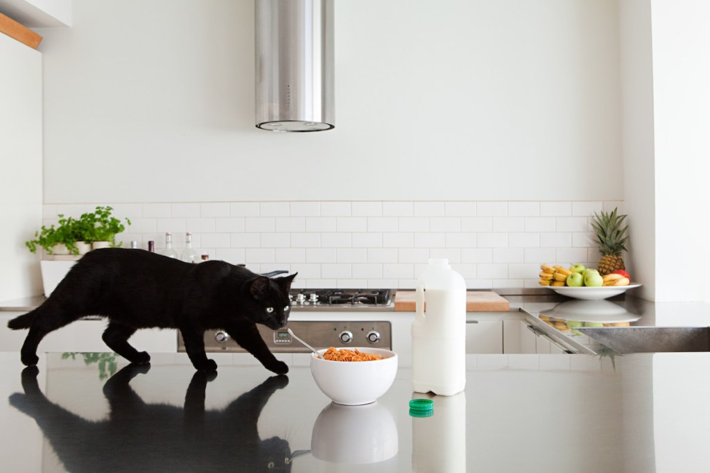 Black cat on counter with milk and cereal
