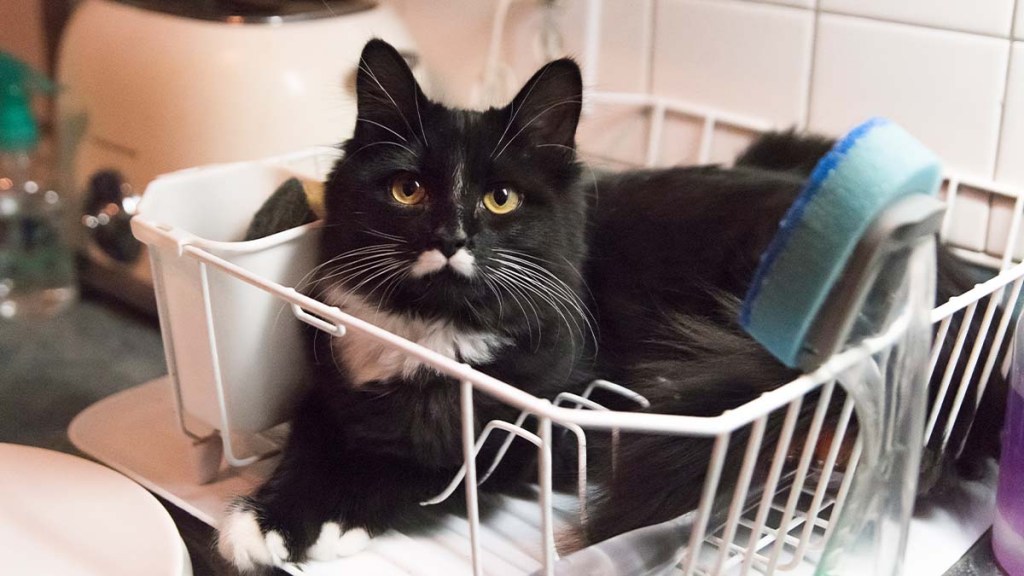 Black cat sitting in a dish drying rack after it jumped on a kitchen counter