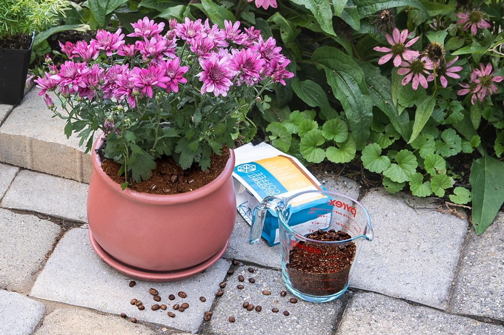 Leftover coffee grounds helping plants bloom
