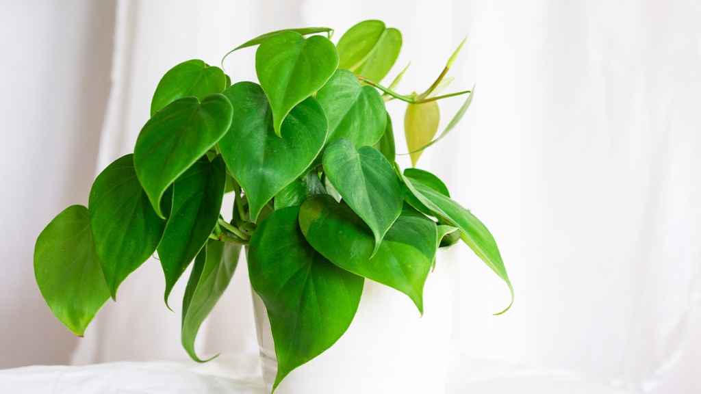 PHILODENDRON plant