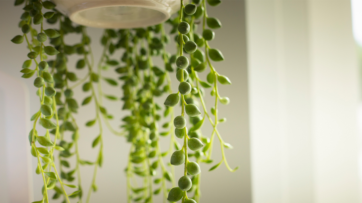 5 hermosas plantas colgantes que alegrarán tu hogar 