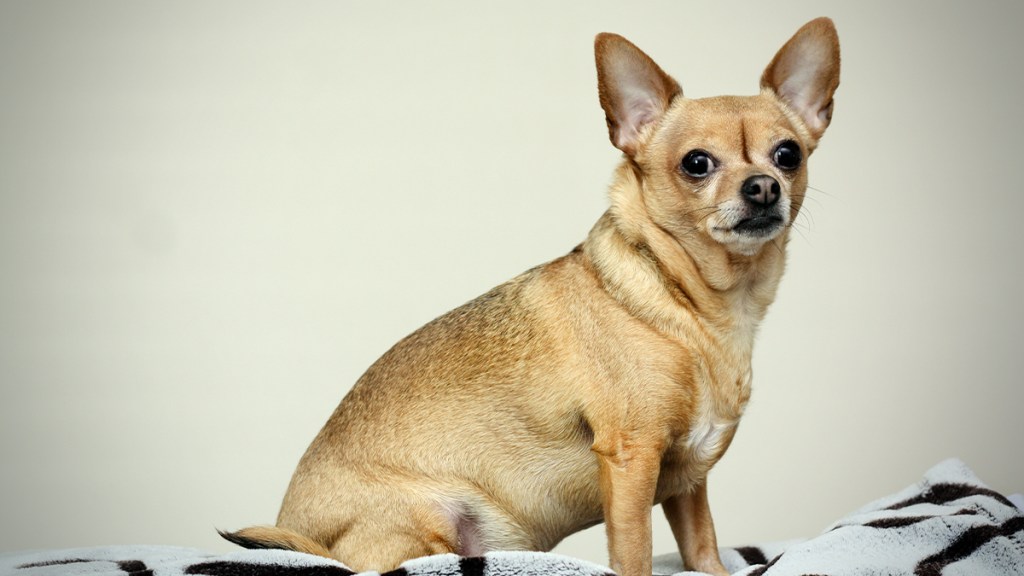 Short-Coat Chihuahua