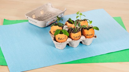 seedlings planted in eggshells in an egg carton; uses for eggeshells