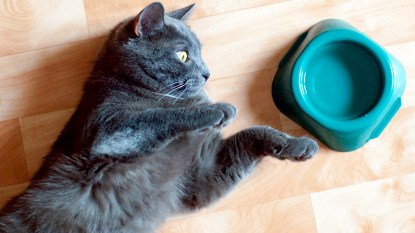 Cat next to water dish