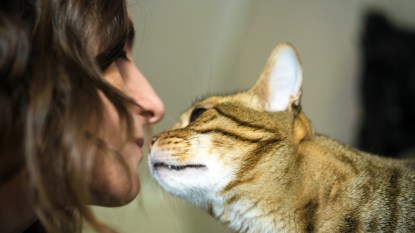 Cat sniffing woman's face