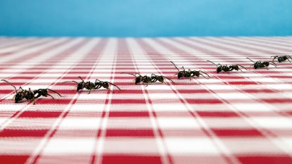 Ants on a picnic table