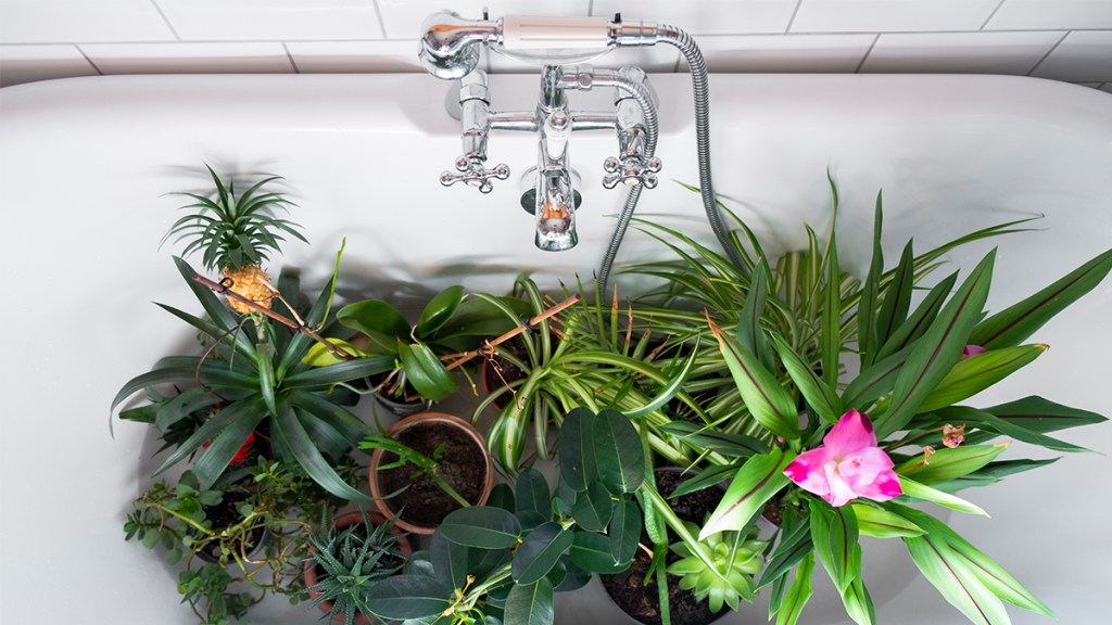 several houseplants in a bathtub: water plants while away