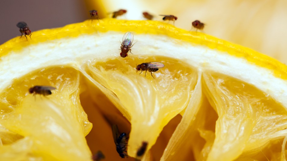 Fruit flies on orange