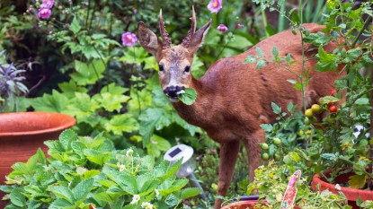 Deer eating garden plants