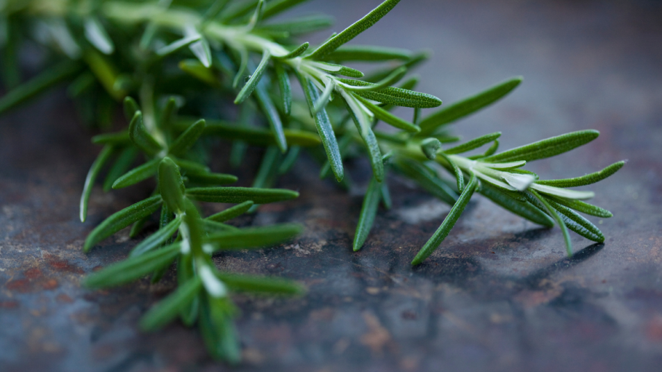 rosemary-inflammation-cancer-brain-aging