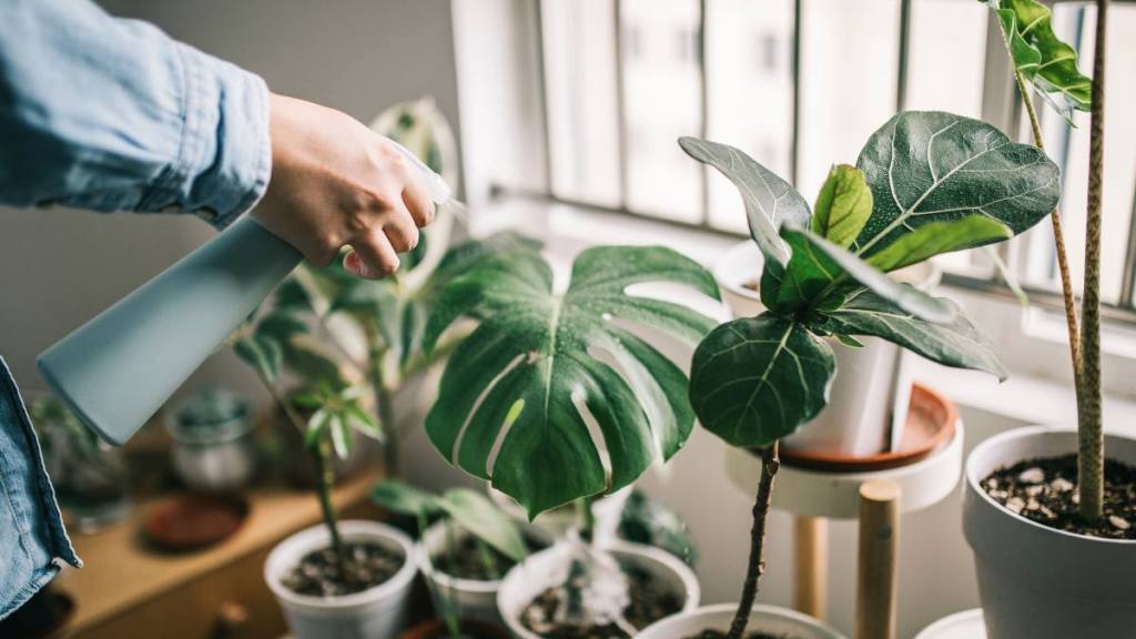 How to clean plant leaves: Woman watering houseplants.