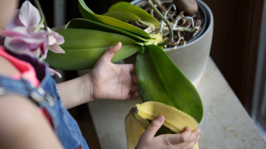 Polishing plant leaves is one of many uses for banana peels