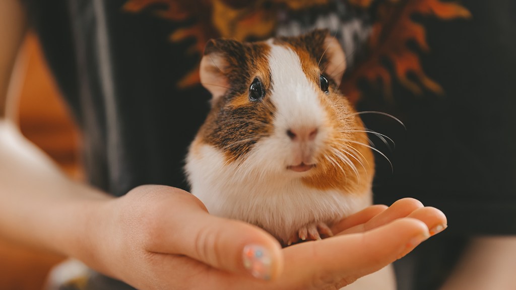 Cute little guinea pig waiting to nibble on dried banana peel, which a good use of it