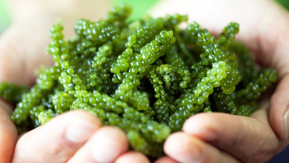 Hands holding sea grapes