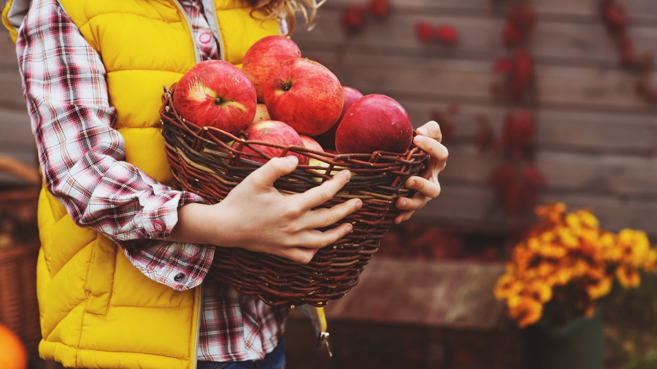 girl carrying basket of apples