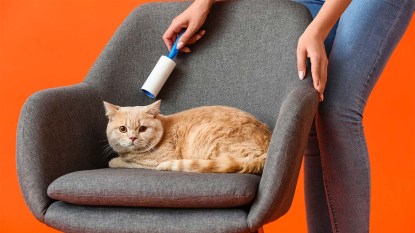 Woman with cute cat cleaning armchair with lint roller