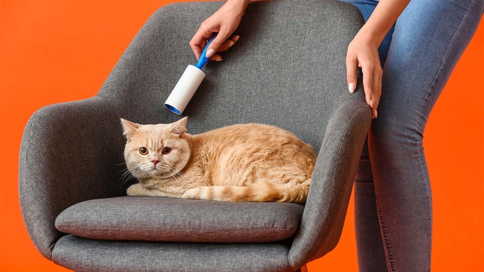 Woman with cute cat cleaning armchair with lint roller