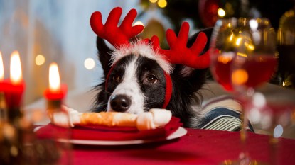 Dog wearing antlers and sniffing bone on table with wine and candle at Christmas