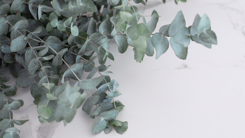 Eucalyptus plant from which the essential oil is derive