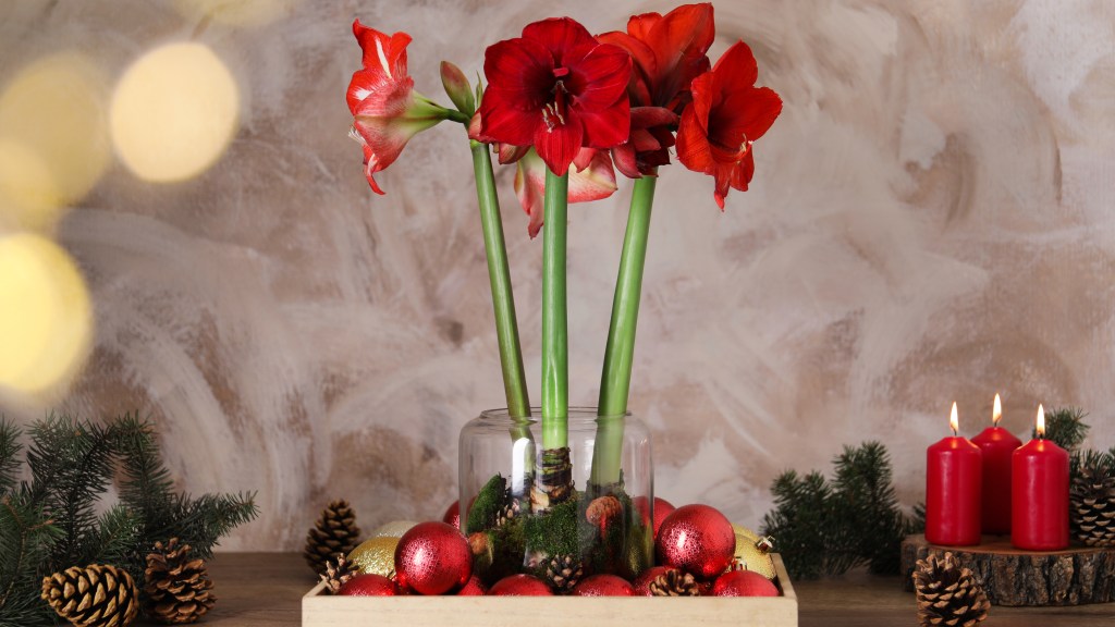 Beautiful red amaryllis flowers on wooden table: How to keep poinsettia alive
