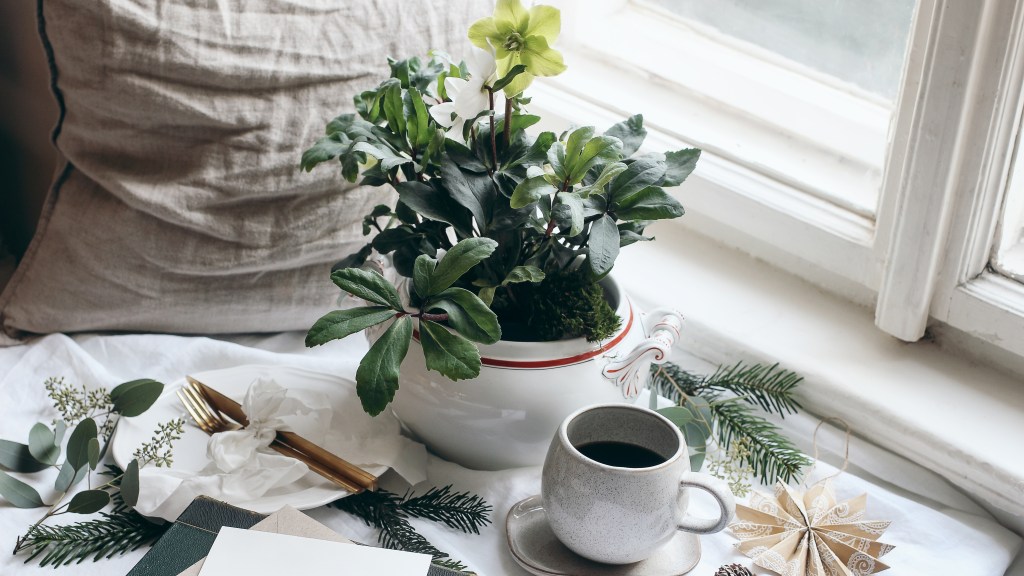 hellebores flowers at the window: How to keep poinsettia alive