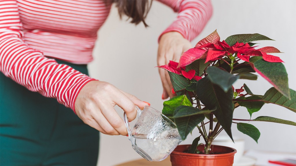 woman watering a poinsettia: How to keep a poinsettia alive