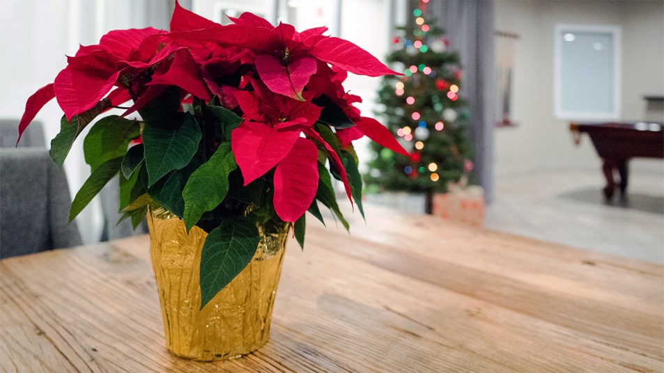 pretty poinsettia on a table: how to keep a poinsettia alive