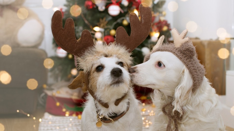 how-to-introduce-dogs-before-holidays