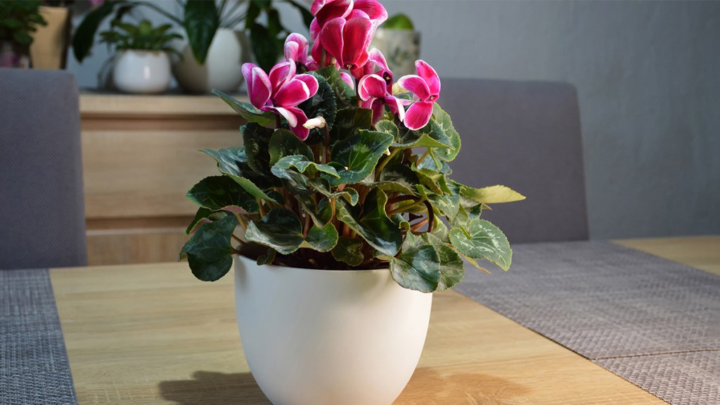 potted cyclamen: How to keep poinsettia alive