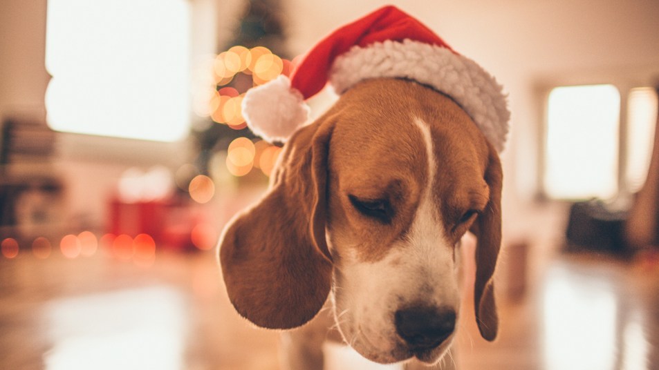 cute beagle wearing santa hat, alone on Christmas