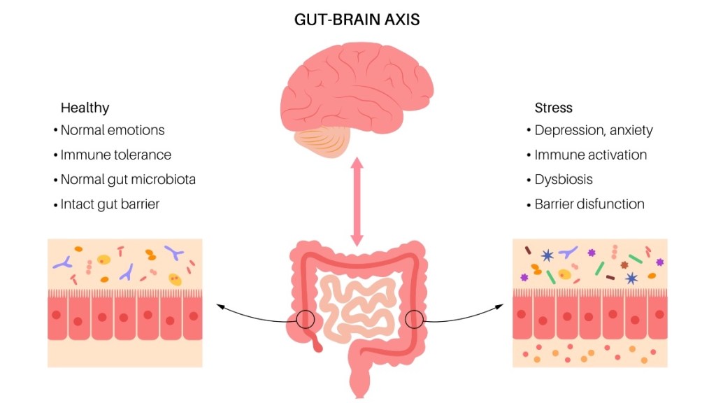 An illustration of the gut-brain axis, which helps produce sertonin