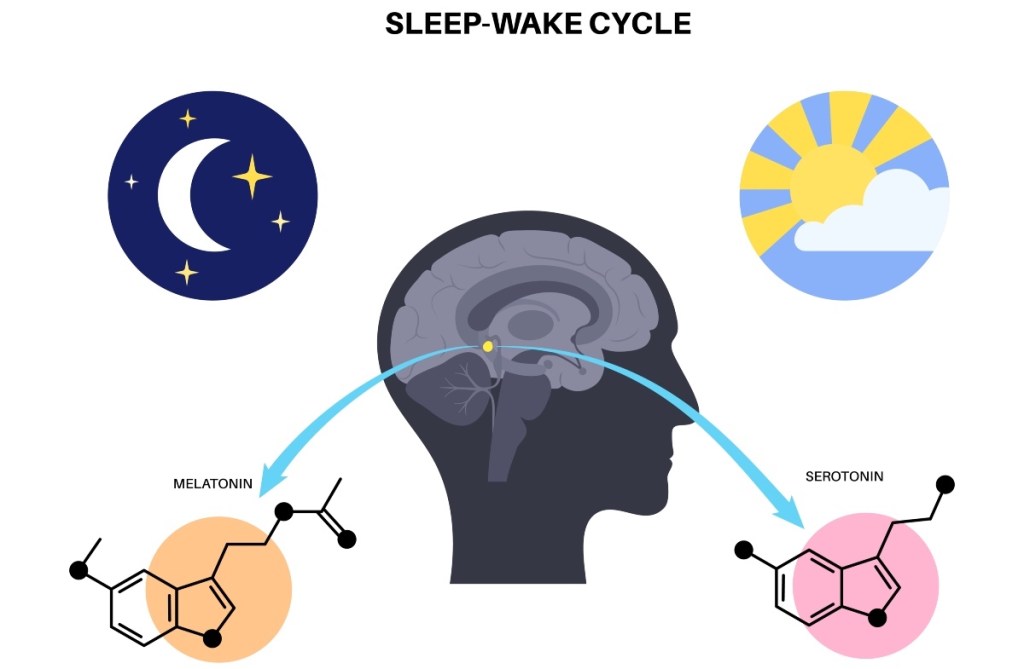 An illustration of the pineal gland and serotonin in regard to sleep/wake cycles