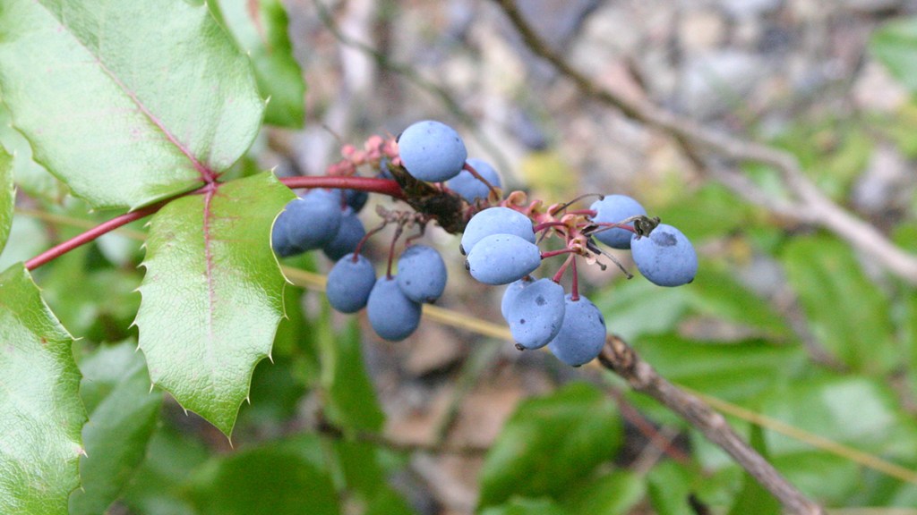 Oregon grape berries—a source of berberine for weight loss