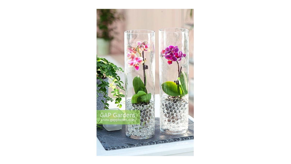 orchids in glass jars