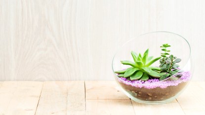 florarium in glass vase with succulent plant on wooden table. Wood background