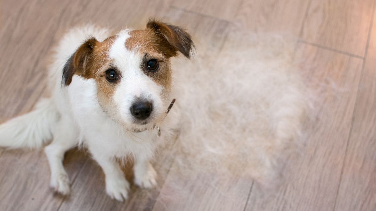 Spring Cleaning Tips for Shedding and Outdoor Pets