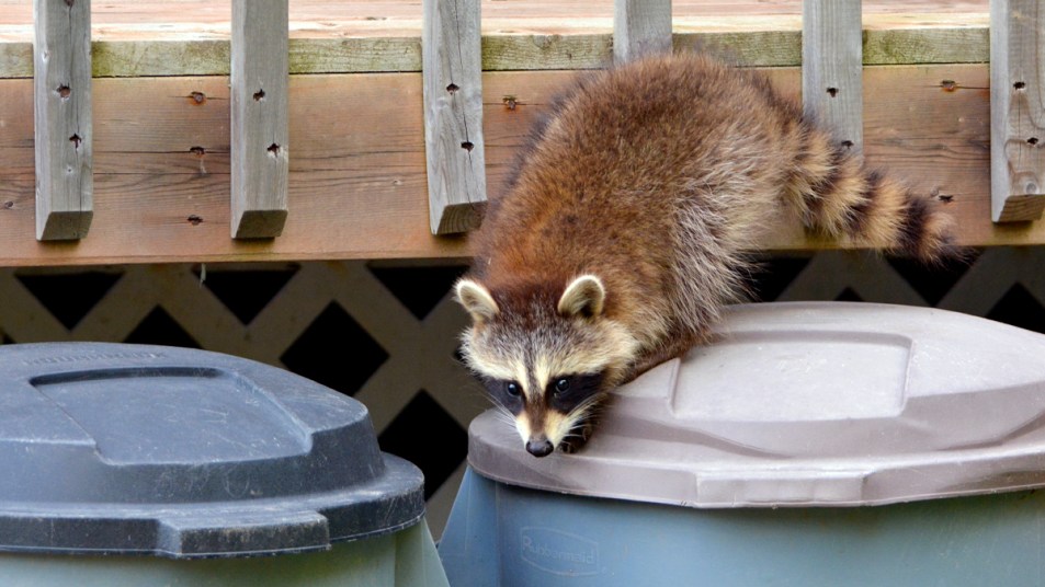 Raccoon digging into trash
