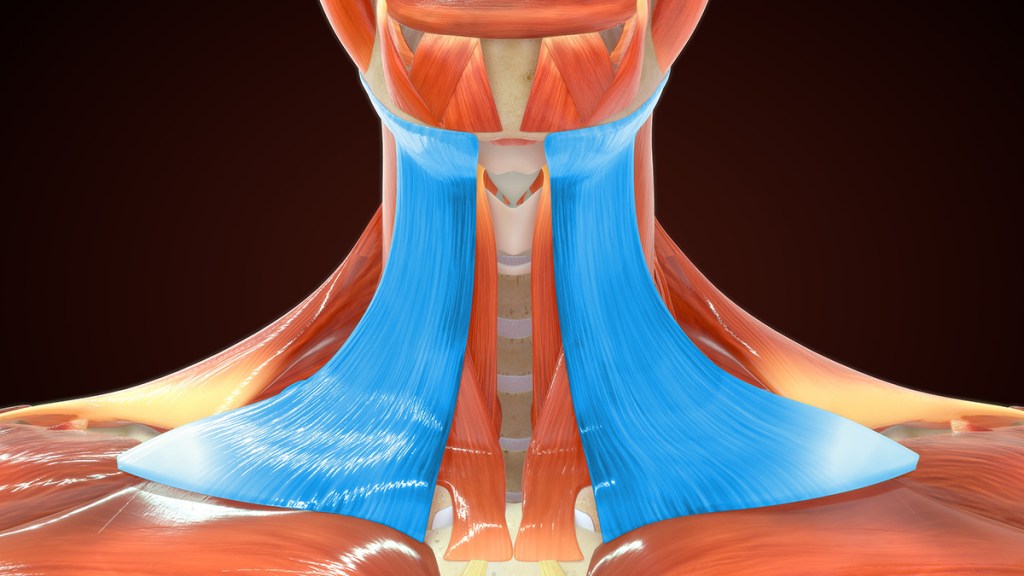 Medical illustration showing the platymus muscle that undergirds the throat and chin