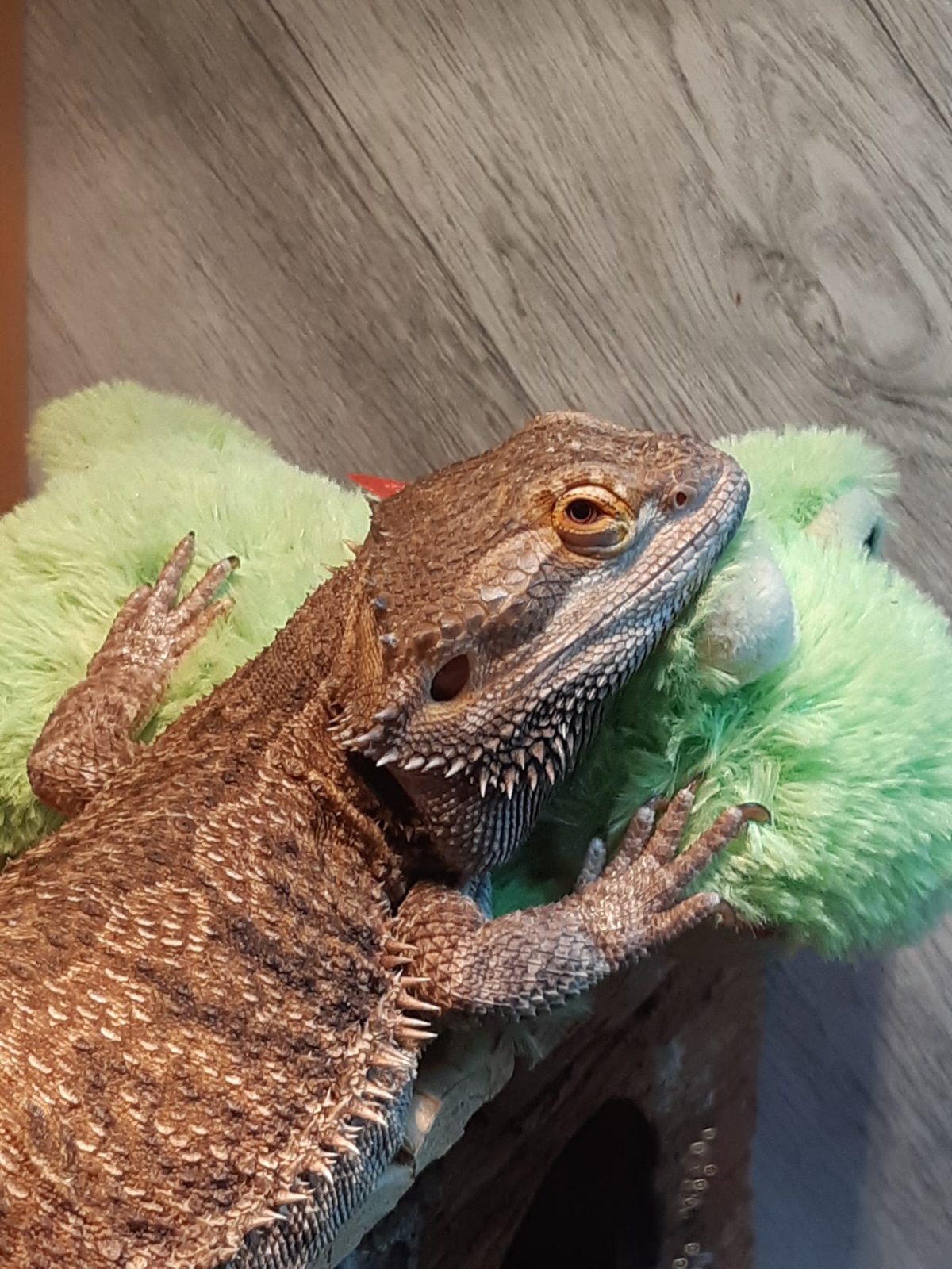 Hopper, bearded dragon