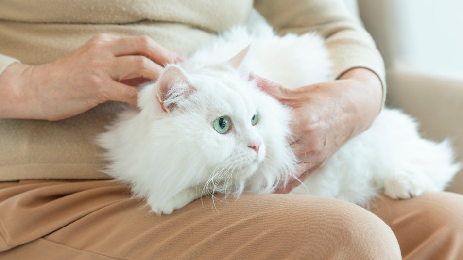 Seniors spend relaxed time with cute cats