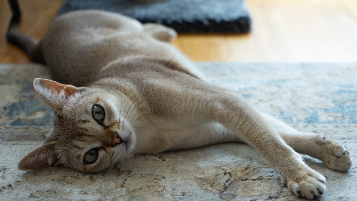 singapura cat lying on its side on a blue and white rug