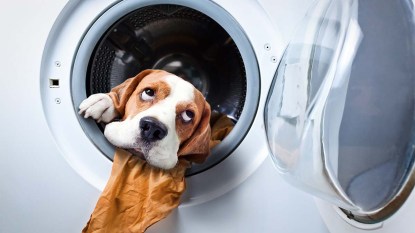 Dog-after-washing-in-a-washing-machine