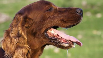Drooling Irish Setter dog in a hot summer