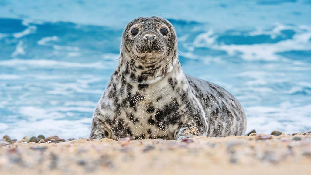 Spy-one-of-the-four-species-of-seals-that-love-to-bask-on-the-islands-sandy-shores
