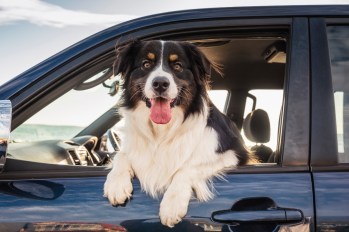 Dog leaning out of a car window