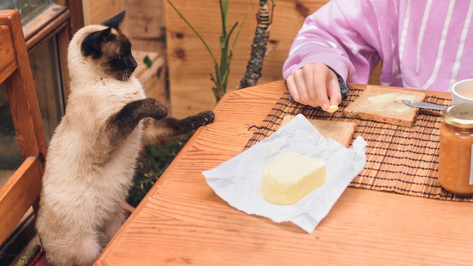 siamese cat asking for butter at the wooden kitchen table
