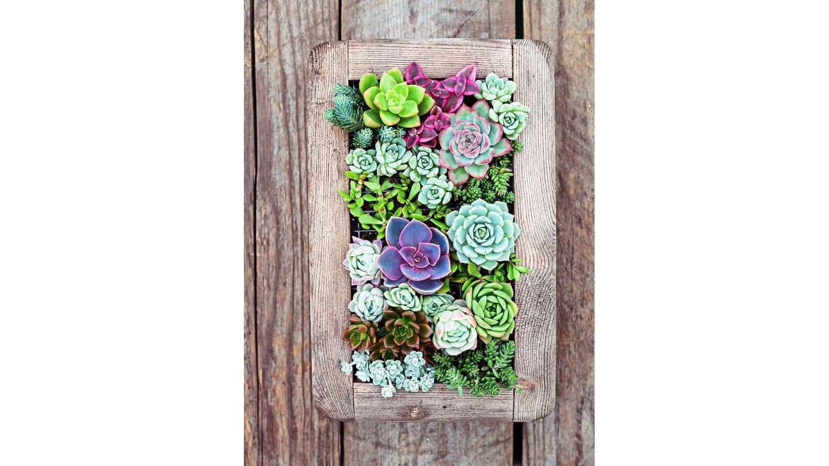 succulents in a wooden frame hanging vertically on wooden wall, for a vertical garden